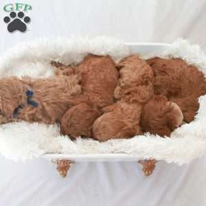 Macy, Toy Poodle Puppy